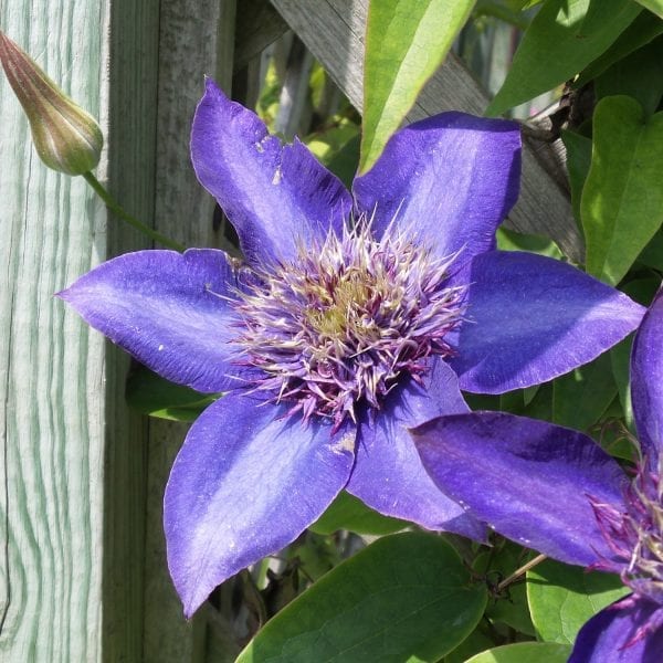 CLEMATIS MULTI BLUE CLEMATIS