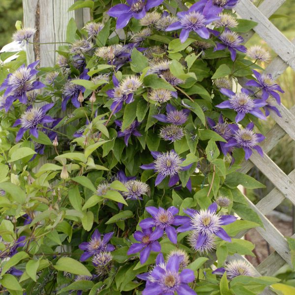 CLEMATIS MULTI BLUE CLEMATIS