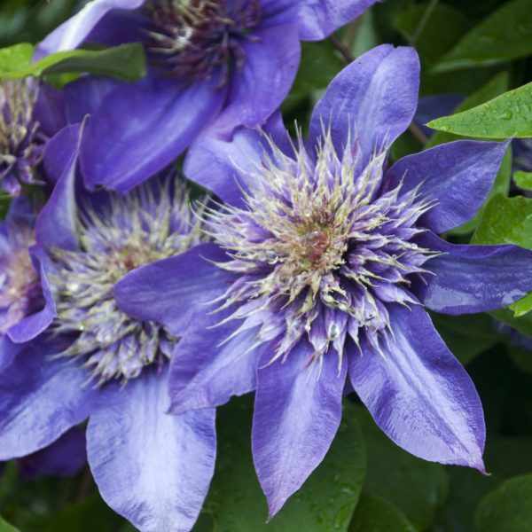 CLEMATIS MULTI BLUE CLEMATIS