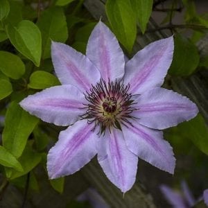 CLEMATIS NELLY MOSER CLEMATIS