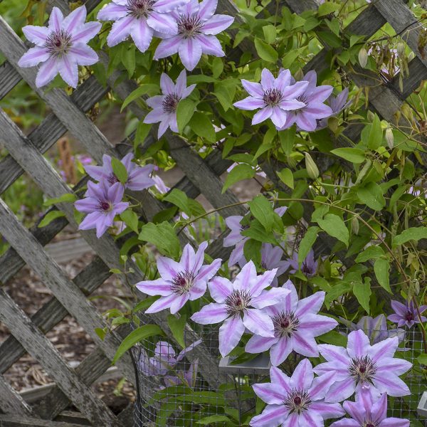 CLEMATIS NELLY MOSER CLEMATIS