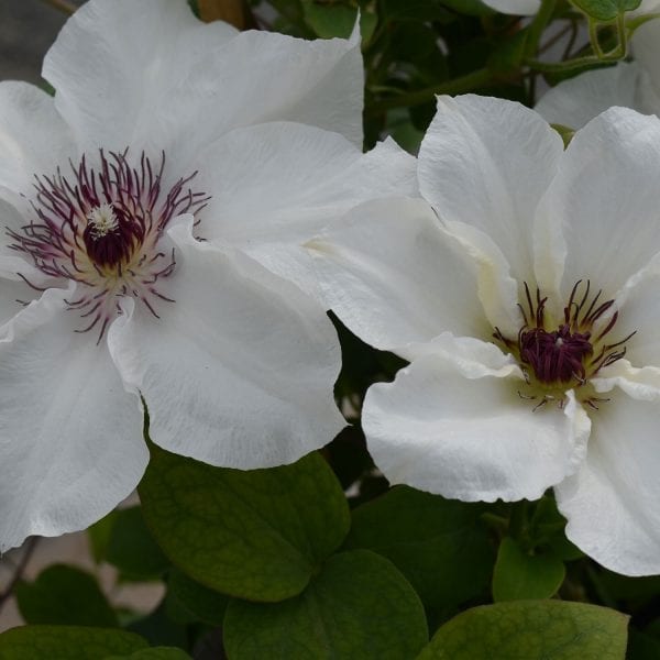 CLEMATIS NINON CLEMATIS