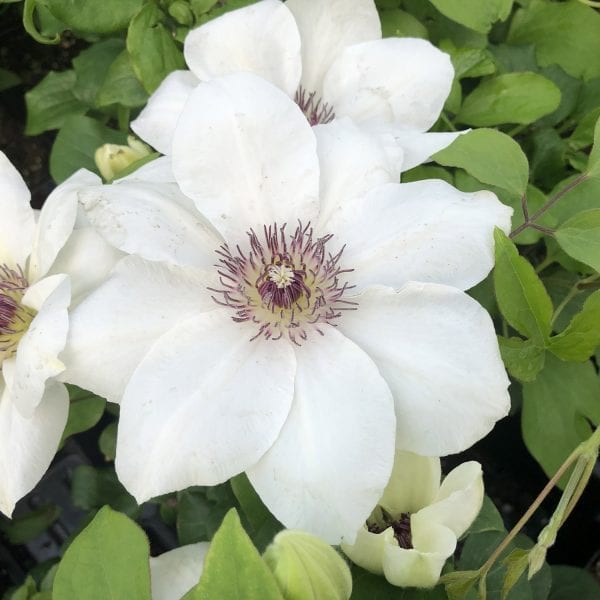 CLEMATIS NINON CLEMATIS