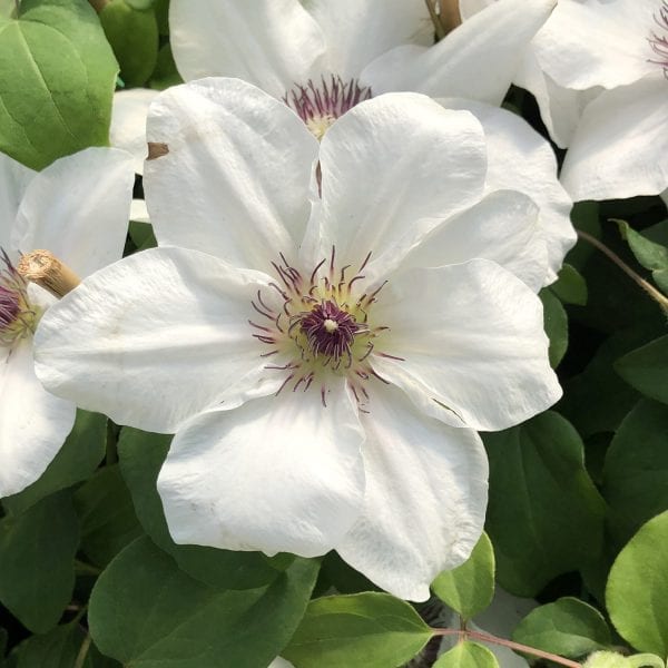 CLEMATIS NINON CLEMATIS