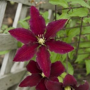 CLEMATIS NIOBE CLEMATIS