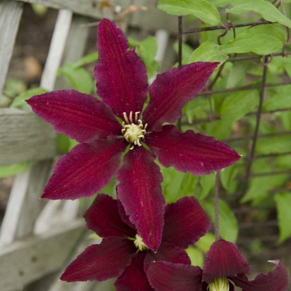 CLEMATIS NIOBE CLEMATIS