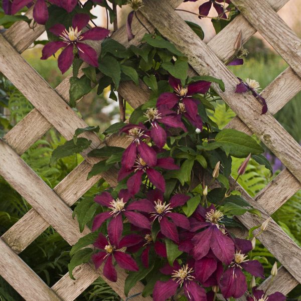 CLEMATIS NIOBE CLEMATIS