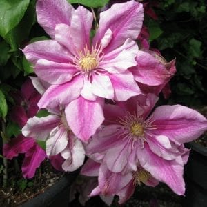 CLEMATIS PATRICIA ANN FRETWELL CLEMATIS