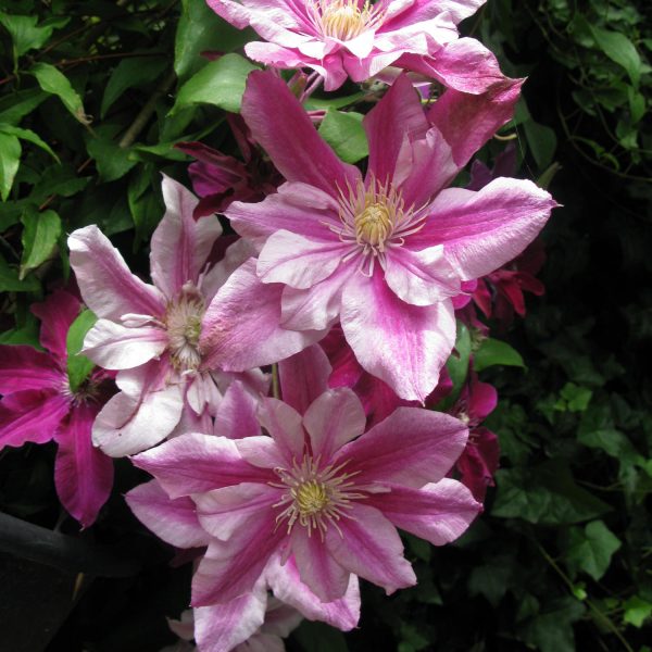 CLEMATIS PATRICIA ANN FRETWELL CLEMATIS