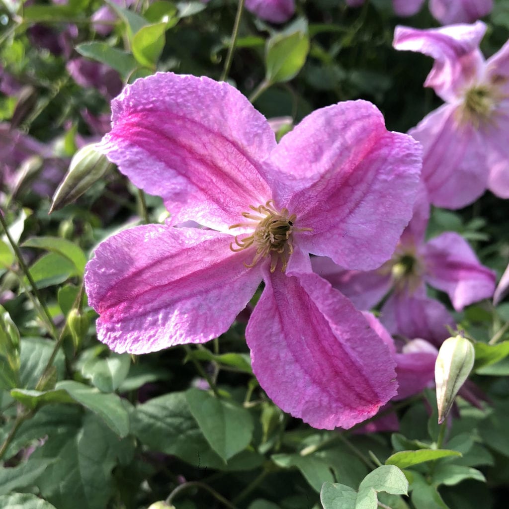 CLEMATIS PINK MINK CLEMATIS