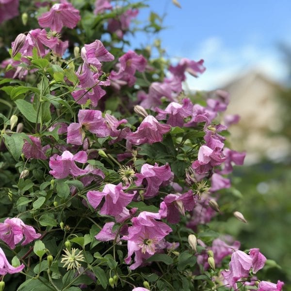 CLEMATIS PINK MINK CLEMATIS