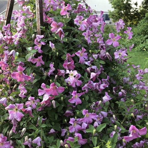 CLEMATIS PINK MINK CLEMATIS