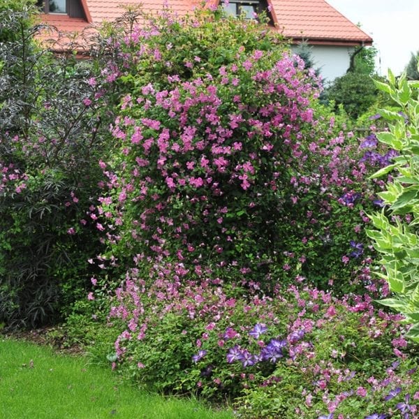 CLEMATIS PINK MINK CLEMATIS