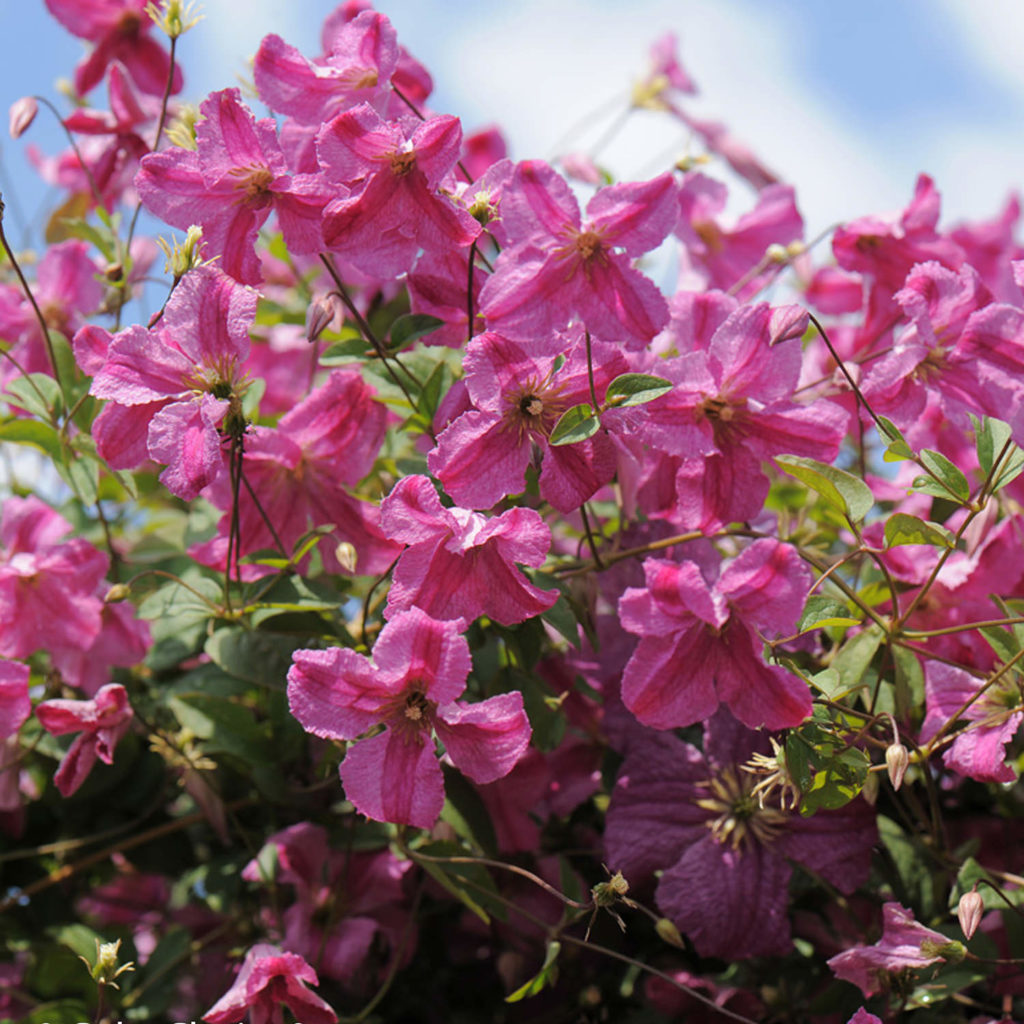 PINK MINK® Clematis Order Online