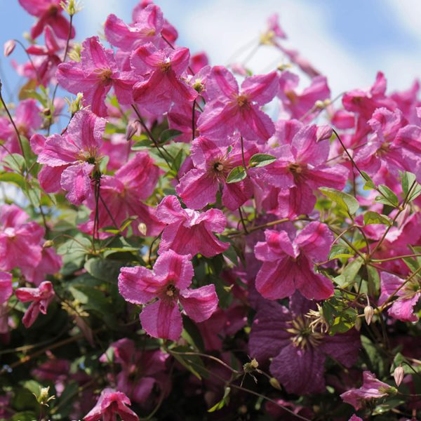 CLEMATIS PINK MINK CLEMATIS