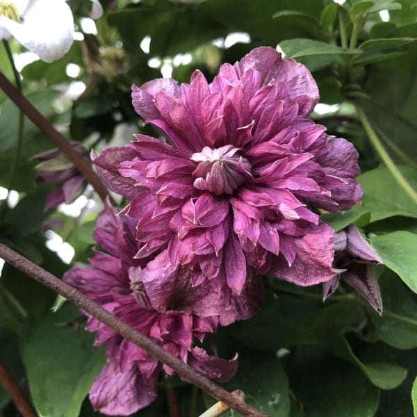 CLEMATIS PURPUREA PLENA ELEGANS CLEMATIS