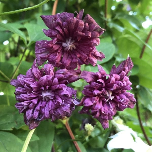 CLEMATIS PURPUREA PLENA ELEGANS CLEMATIS