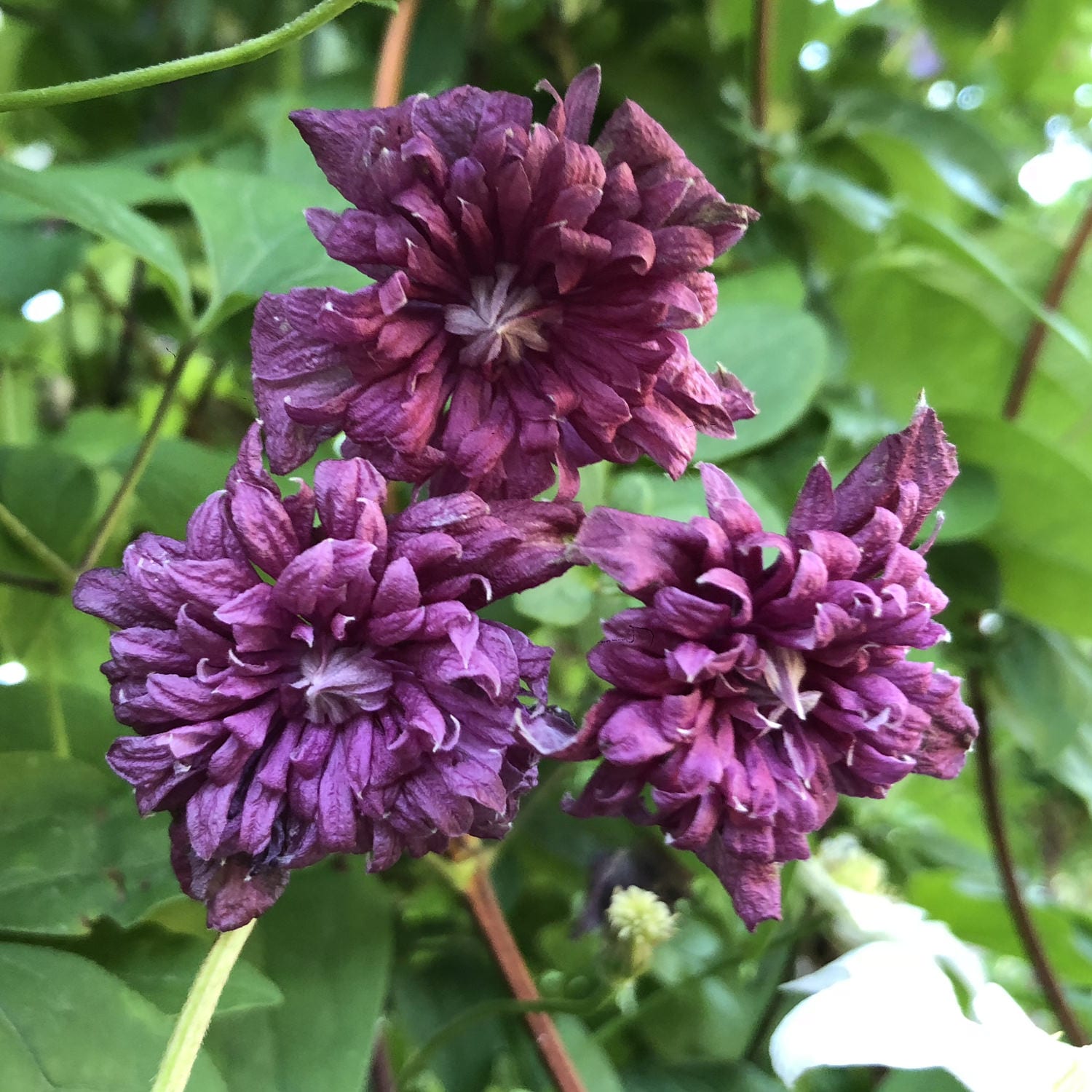 Clematis Purpurea Plena Elegans - Buy Clematis Perennials ...