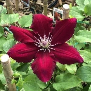 CLEMATIS REBECCA CLEMATIS