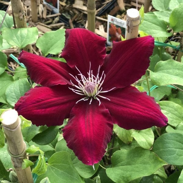 CLEMATIS REBECCA CLEMATIS