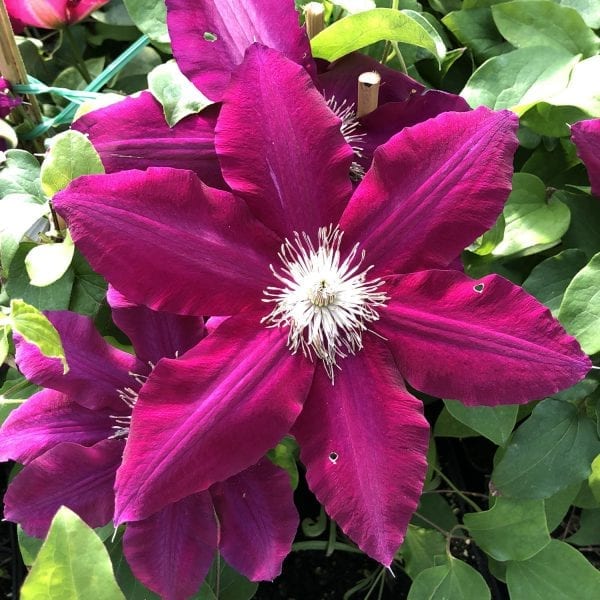 CLEMATIS REBECCA CLEMATIS