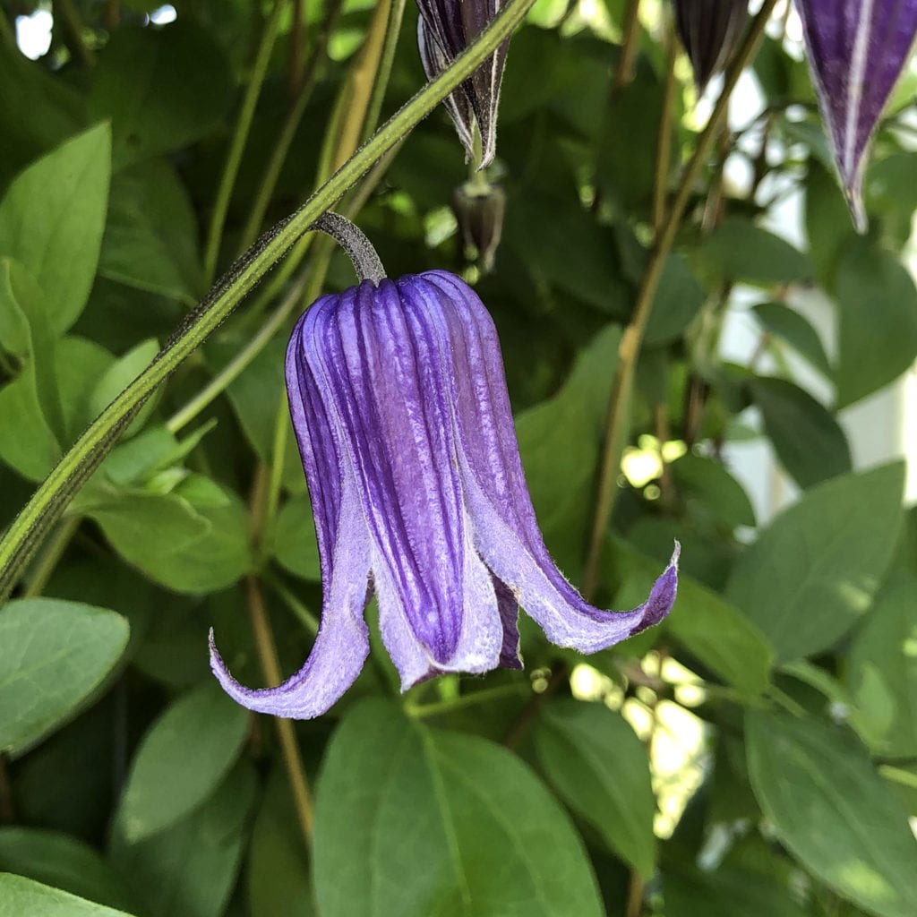 CLEMATIS ROGUCHI CLEMATIS