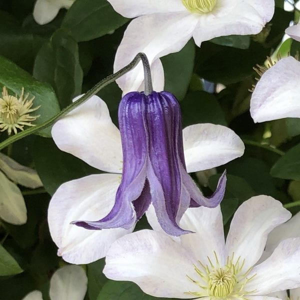 CLEMATIS ROGUCHI CLEMATIS