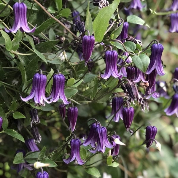 CLEMATIS ROGUCHI CLEMATIS