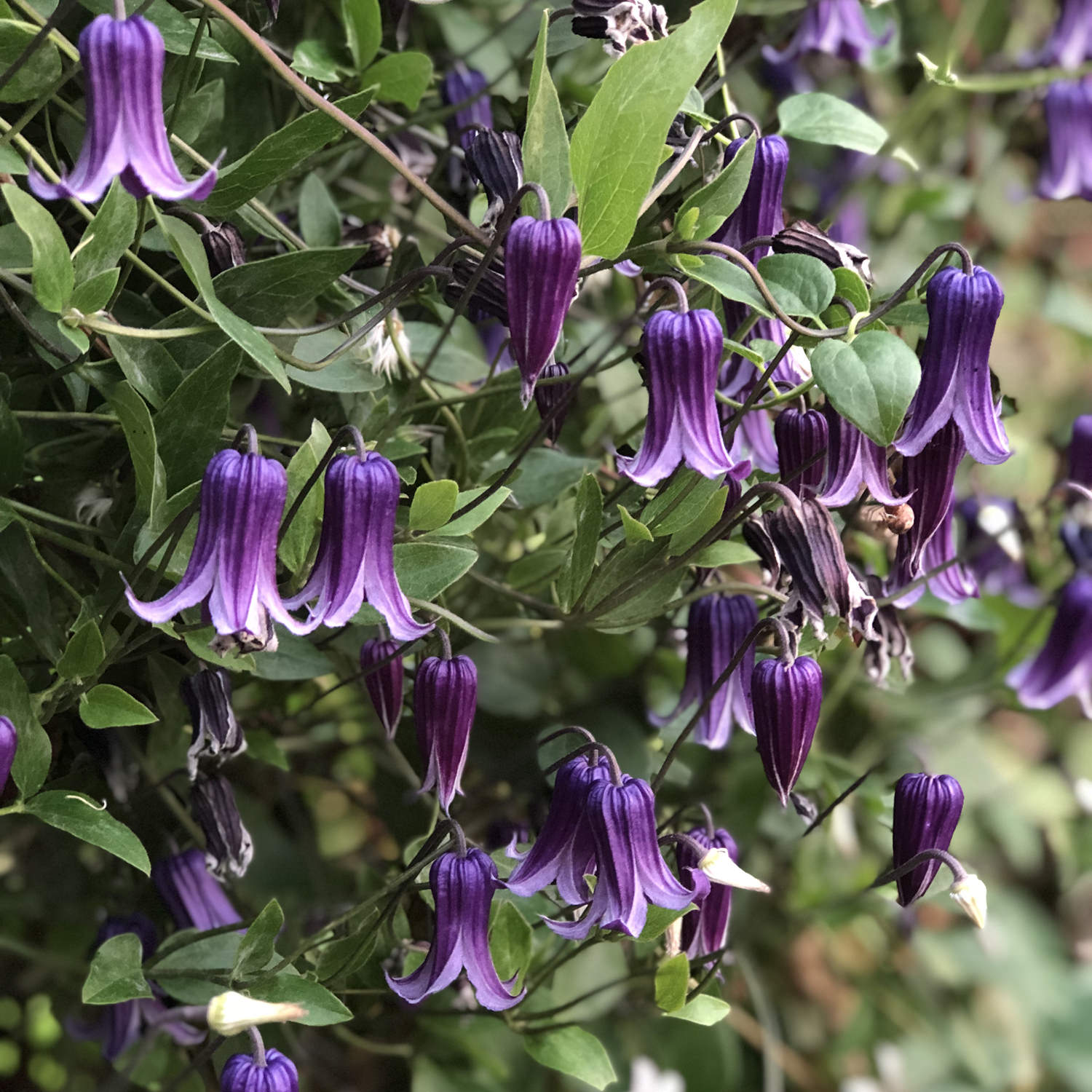 Clematis Roguchi - Buy Clematis Perennials Online