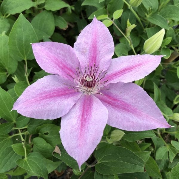 CLEMATIS ROSALIE CLEMATIS