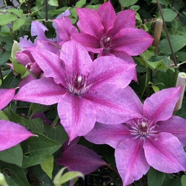 CLEMATIS ROSALIE CLEMATIS