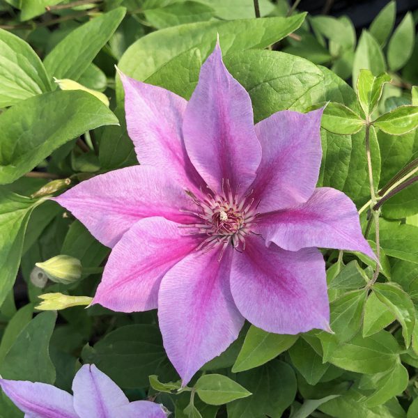 CLEMATIS ROSALIE CLEMATIS