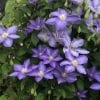 CLEMATIS SILMAKIVI CLEMATIS