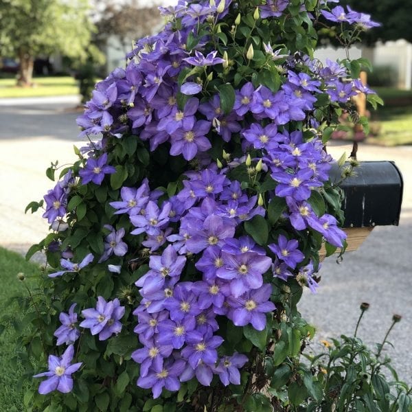 CLEMATIS SILMAKIVI CLEMATIS