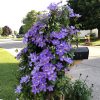 CLEMATIS SILMAKIVI CLEMATIS
