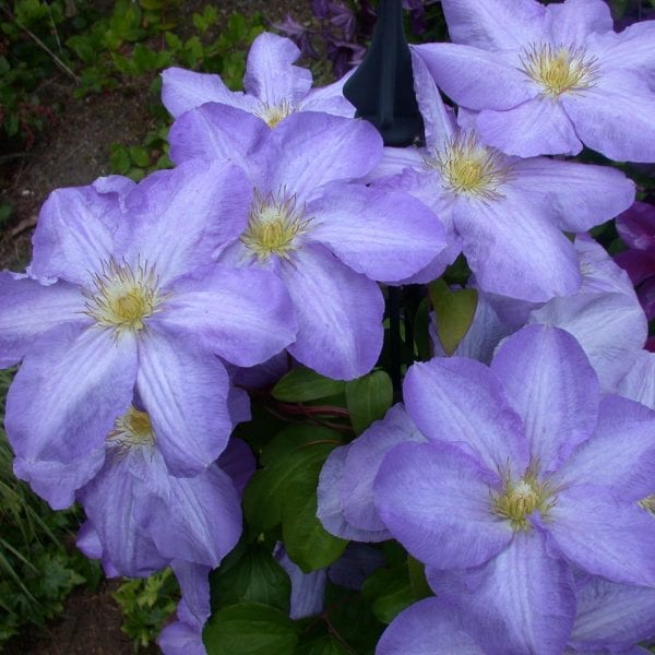 CLEMATIS SILMAKIVI CLEMATIS