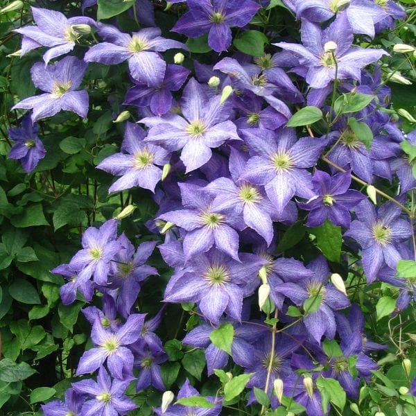 CLEMATIS SILMAKIVI CLEMATIS