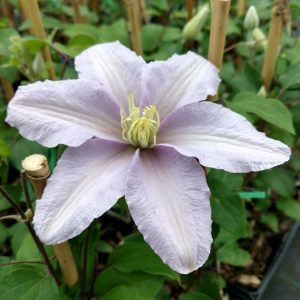 CLEMATIS SILVER MOON CLEMATIS