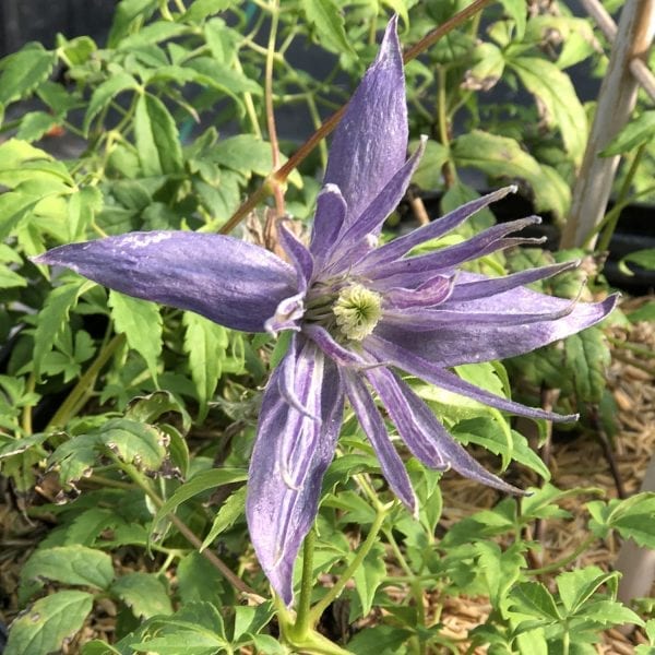 CLEMATIS SPARKY BLUE CLEMATIS