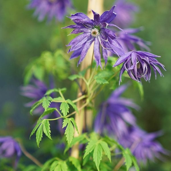 CLEMATIS SPARKY BLUE CLEMATIS