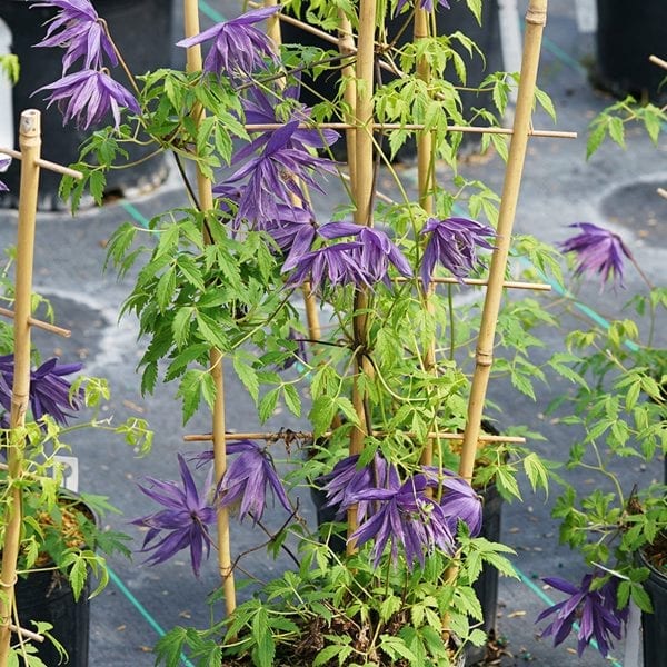 CLEMATIS SPARKY BLUE CLEMATIS