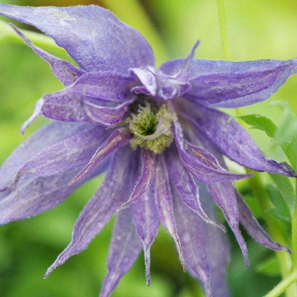 CLEMATIS SPARKY BLUE CLEMATIS