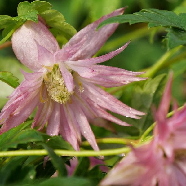 CLEMATIS SPARKY PINK CLEMATIS