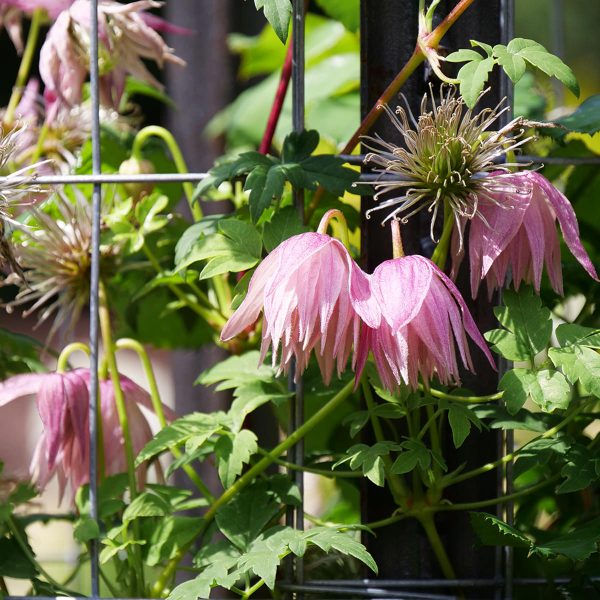 CLEMATIS SPARKY PINK CLEMATIS