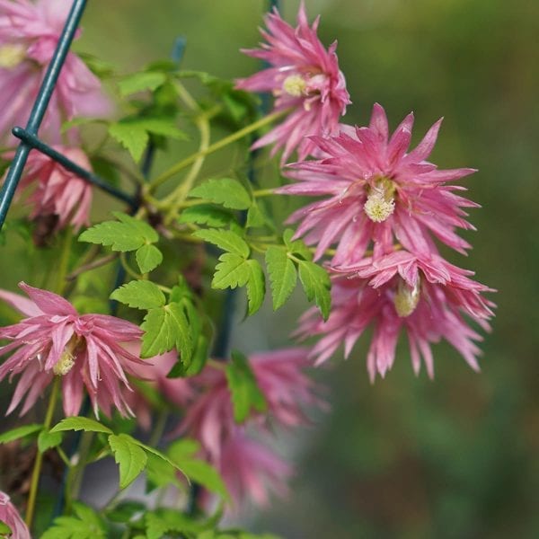 CLEMATIS SPARKY PINK CLEMATIS