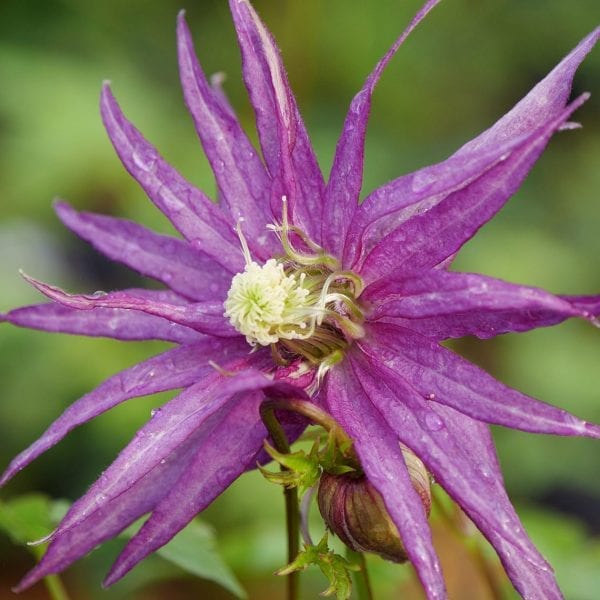 CLEMATIS SPARKY PURPLE CLEMATIS