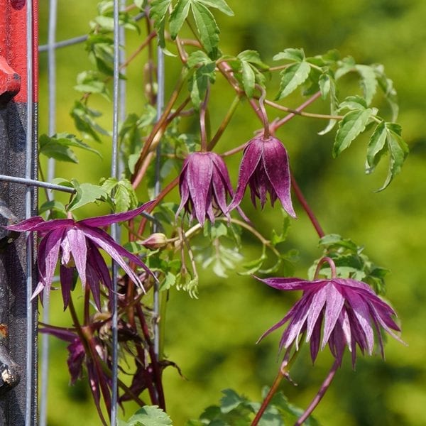 CLEMATIS SPARKY PURPLE CLEMATIS