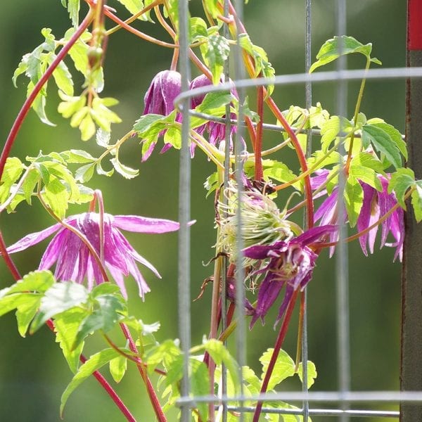 CLEMATIS SPARKY PURPLE CLEMATIS