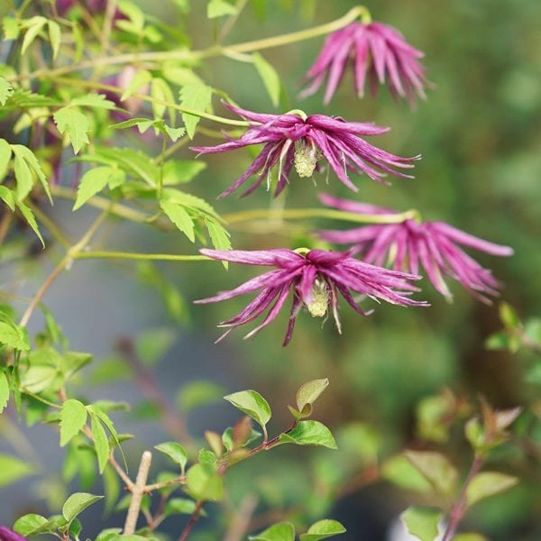 CLEMATIS SPARKY PURPLE CLEMATIS