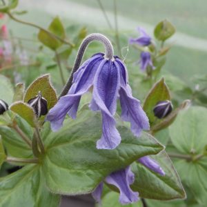 CLEMATIS STAND BY ME BUSH CLEMATIS